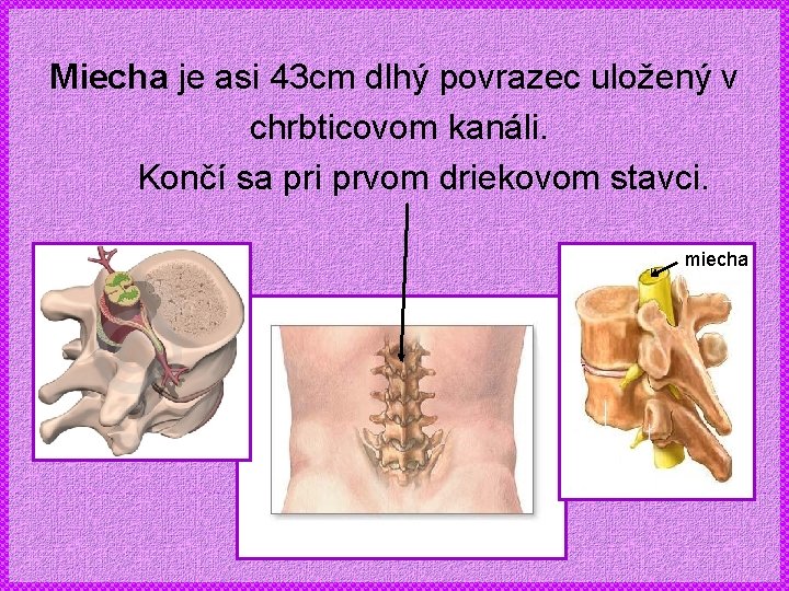 Miecha je asi 43 cm dlhý povrazec uložený v chrbticovom kanáli. Končí sa pri