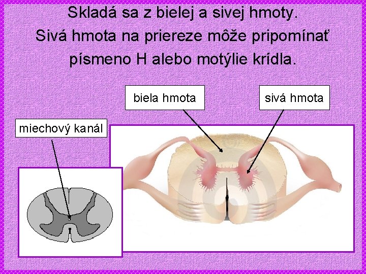 Skladá sa z bielej a sivej hmoty. Sivá hmota na priereze môže pripomínať písmeno