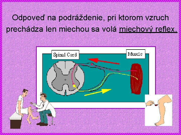 Odpoveď na podráždenie, pri ktorom vzruch prechádza len miechou sa volá miechový reflex. 