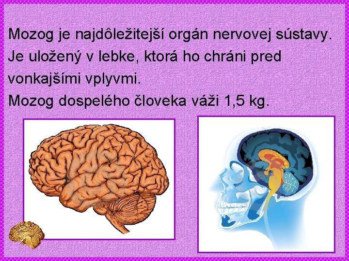 Mozog je najdôležitejší orgán nervovej sústavy. Je uložený v lebke, ktorá ho chráni pred