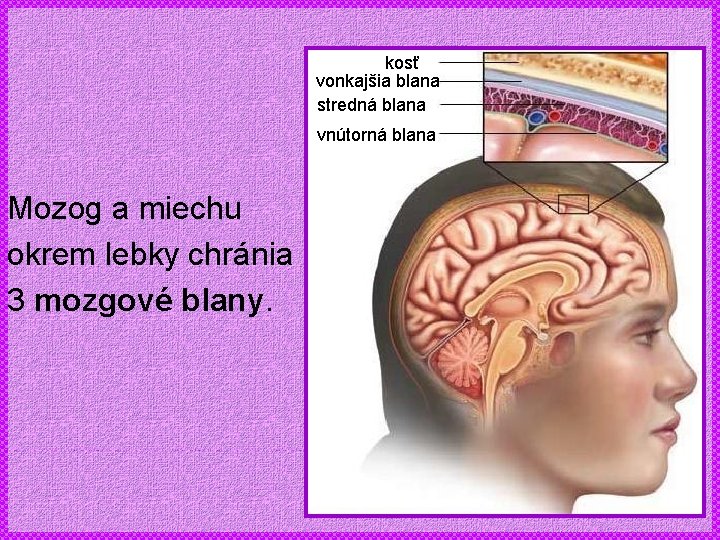 kosť vonkajšia blana stredná blana vnútorná blana Mozog a miechu okrem lebky chránia 3