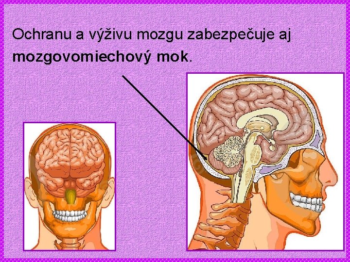 Ochranu a výživu mozgu zabezpečuje aj mozgovomiechový mok. 