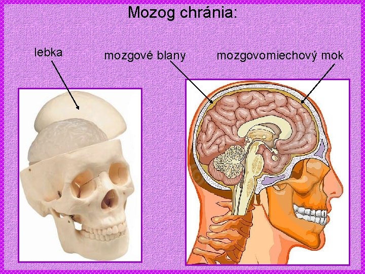 Mozog chránia: lebka mozgové blany mozgovomiechový mok 