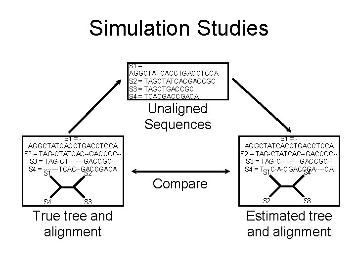 Simulation Studies S 1 = AGGCTATCACCTGACCTCCA S 2 = TAGCTATCACGACCGC S 3 = TAGCTGACCGC