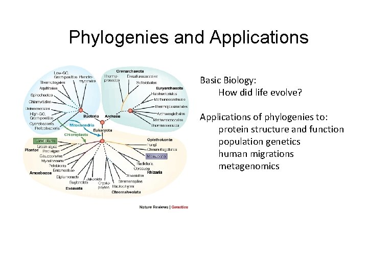 Phylogenies and Applications Basic Biology: How did life evolve? Applications of phylogenies to: protein