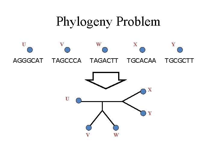 Phylogeny Problem U AGGGCAT V W TAGCCCA X TAGACTT Y TGCACAA X U Y