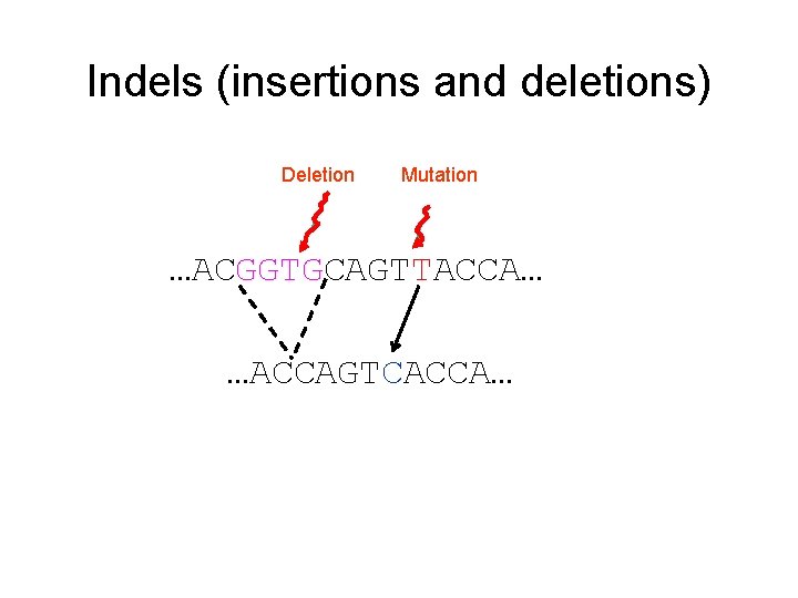 Indels (insertions and deletions) Deletion Mutation …ACGGTGCAGTTACCA… …ACCAGTCACCA… 