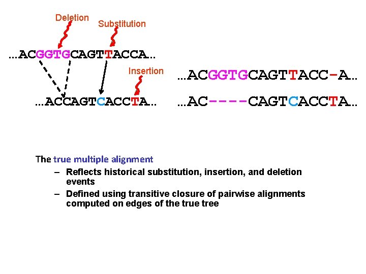 Deletion Substitution …ACGGTGCAGTTACCA… Insertion …ACCAGTCACCTA… …ACGGTGCAGTTACC-A… …AC----CAGTCACCTA… The true multiple alignment – Reflects historical
