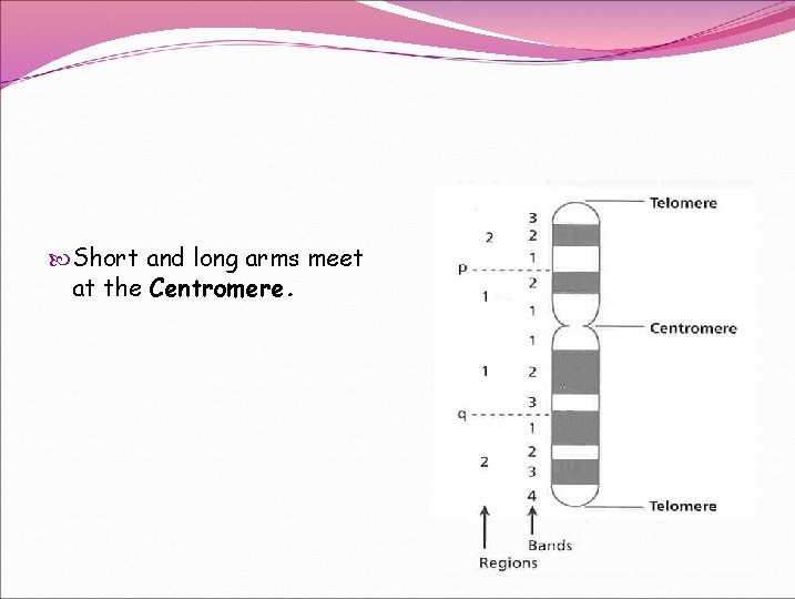 Short and long arms meet at the Centromere. Short and long arms meet at the Centromere.