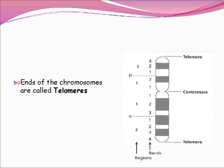 Ends of the chromosomes are called Telomeres Ends of the chromosomes are called Telomeres