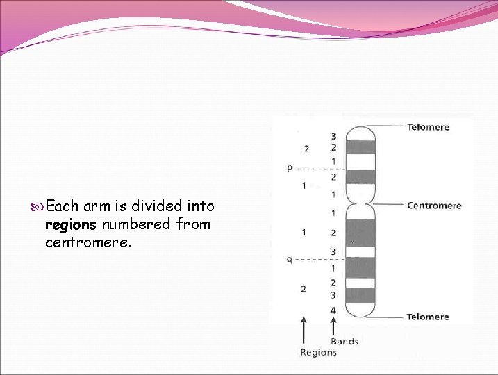  Each arm is divided into regions numbered from centromere. 