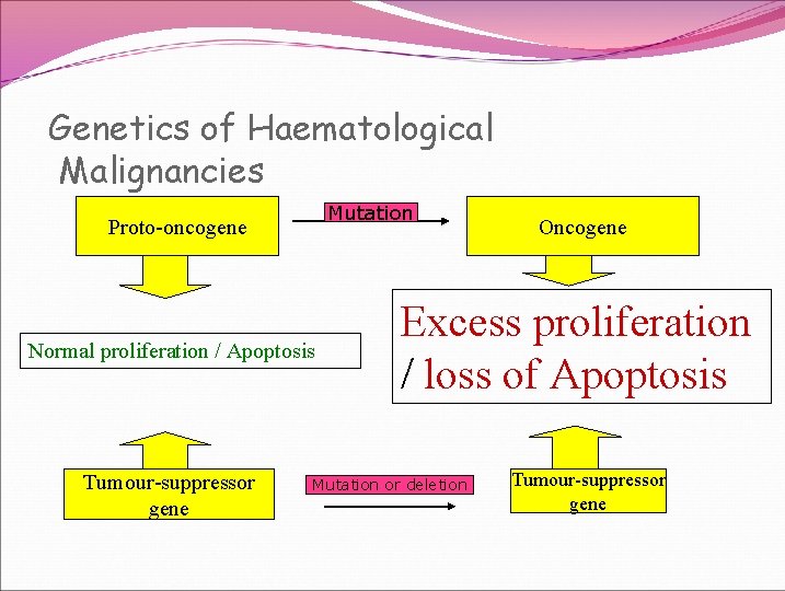 Genetics of Haematological Malignancies Mutation Proto-oncogene Normal proliferation / Apoptosis Tumour-suppressor gene Oncogene Excess