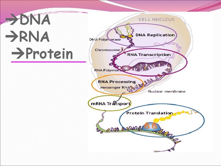  DNA RNA Protein 