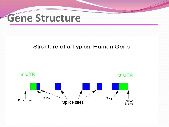 Gene Structure Splice sites Gene Structure Splice sites