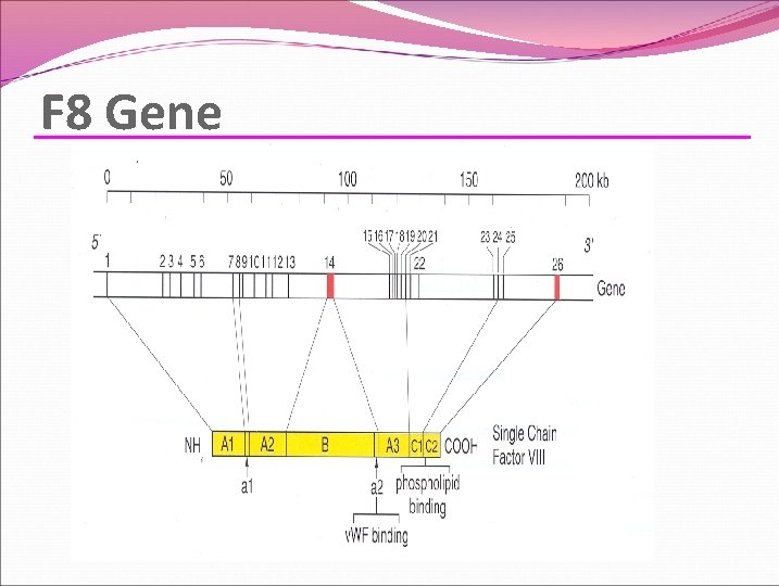 F 8 Gene 