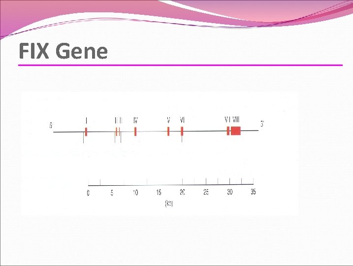FIX Gene FIX Gene