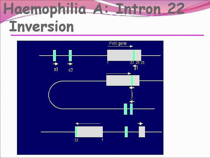 Haemophilia A: Intron 22 Inversion 