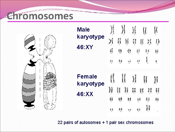 Chromosomes Male karyotype 46: XY Female karyotype 46: XX 22 pairs of autosomes +