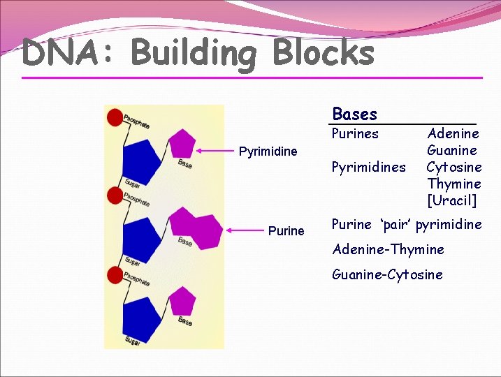 DNA: Building Blocks Bases Purines Pyrimidine Purine Pyrimidines Adenine Guanine Cytosine Thymine [Uracil] Purine