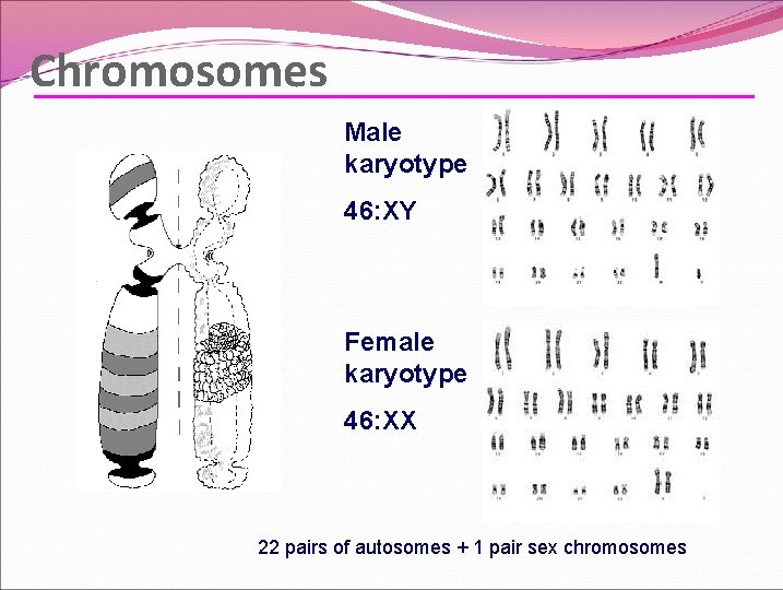 Chromosomes Male karyotype 46: XY Female karyotype 46: XX 22 pairs of autosomes + Chromosomes Male karyotype 46: XY Female karyotype 46: XX 22 pairs of autosomes +