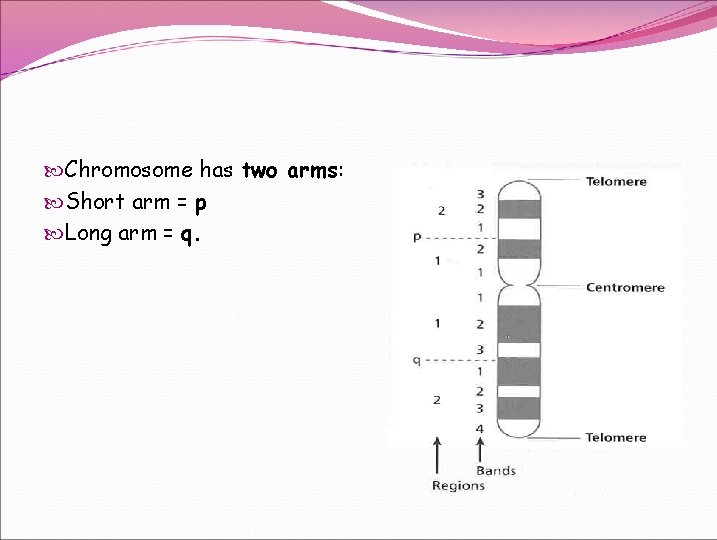 Chromosome has two arms: Short arm = p Long arm = q. Chromosome has two arms: Short arm = p Long arm = q.