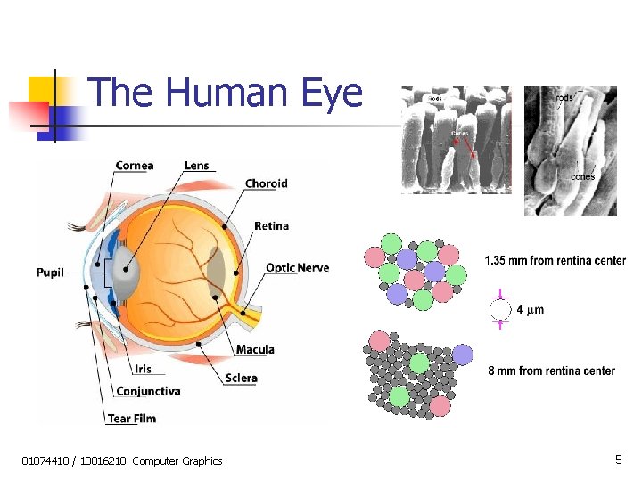 The Human Eye 01074410 / 13016218 Computer Graphics 5 