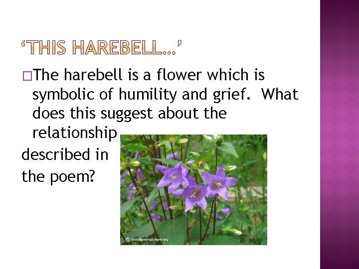 �The harebell is a flower which is symbolic of humility and grief. What does