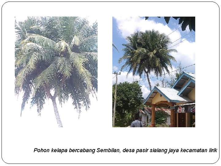 Pohon kelapa bercabang Sembilan, desa pasir sialang jaya kecamatan lirik 