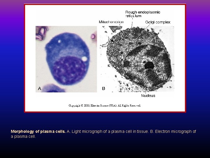 Morphology of plasma cells. A. Light micrograph of a plasma cell in tissue. B.