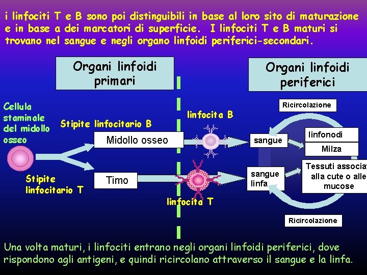 i linfociti T e B sono poi distinguibili in base al loro sito di