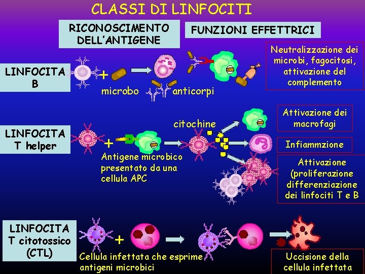 CLASSI DI LINFOCITI RICONOSCIMENTO DELL’ANTIGENE LINFOCITA T helper Neutralizzazione dei microbi, fagocitosi, attivazione del