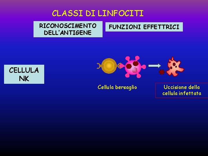 CLASSI DI LINFOCITI RICONOSCIMENTO DELL’ANTIGENE FUNZIONI EFFETTRICI CELLULA NK Cellula bersaglio Uccisione della cellula