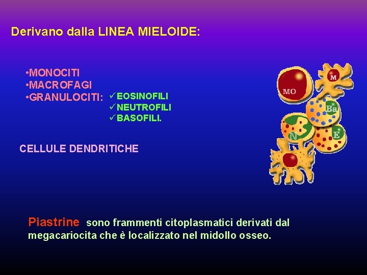 Derivano dalla LINEA MIELOIDE: • MONOCITI • MACROFAGI • GRANULOCITI: üEOSINOFILI üNEUTROFILI üBASOFILI. CELLULE