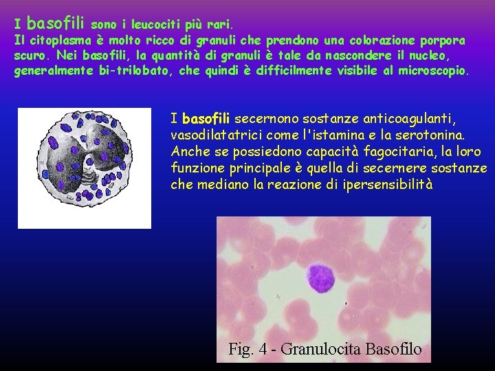 I basofili sono i leucociti più rari. Il citoplasma è molto ricco di granuli