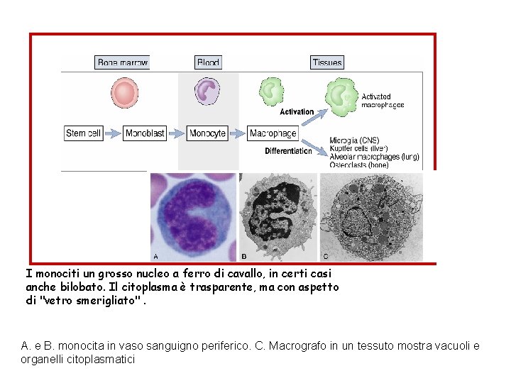 I monociti un grosso nucleo a ferro di cavallo, in certi casi anche bilobato.