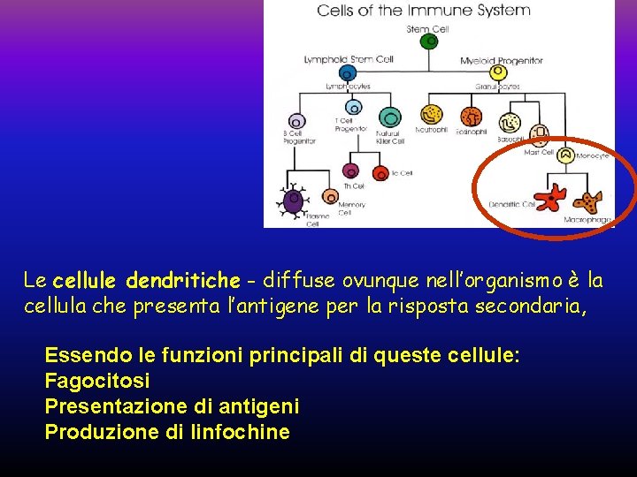 Le cellule dendritiche - diffuse ovunque nell’organismo è la cellula che presenta l’antigene per