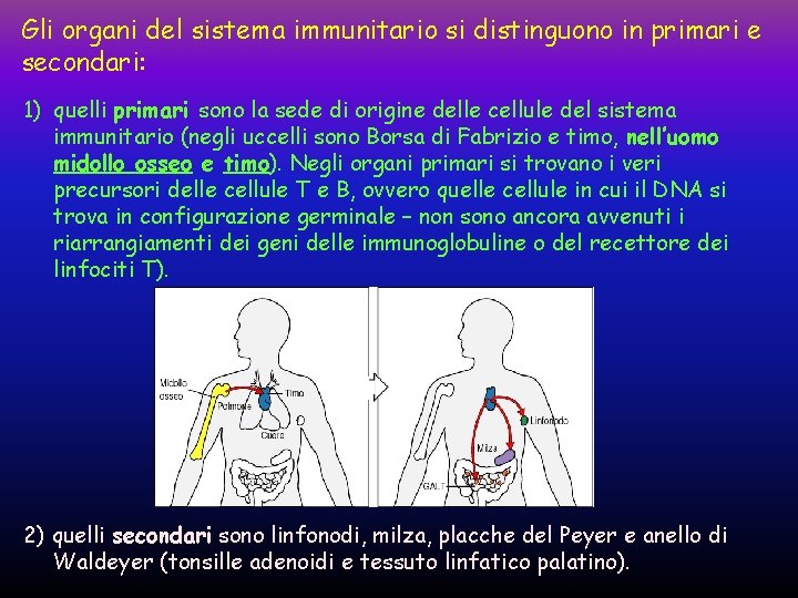 Gli organi del sistema immunitario si distinguono in primari e secondari: 1) quelli primari