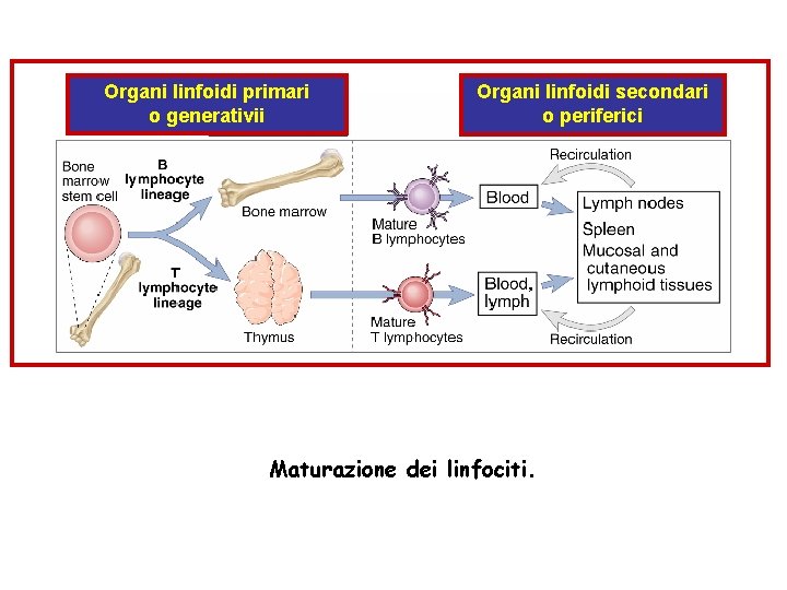 Organi linfoidi primari o generativii Organi linfoidi secondari o periferici Maturazione dei linfociti. 