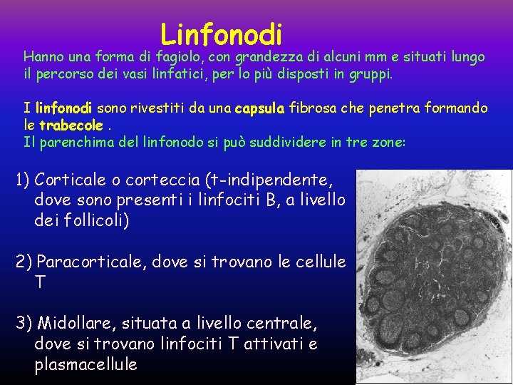 Linfonodi Hanno una forma di fagiolo, con grandezza di alcuni mm e situati lungo