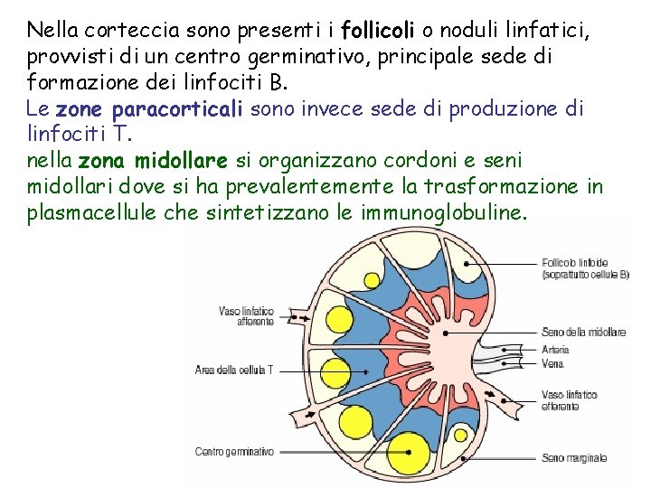 Nella corteccia sono presenti i follicoli o noduli linfatici, provvisti di un centro germinativo,