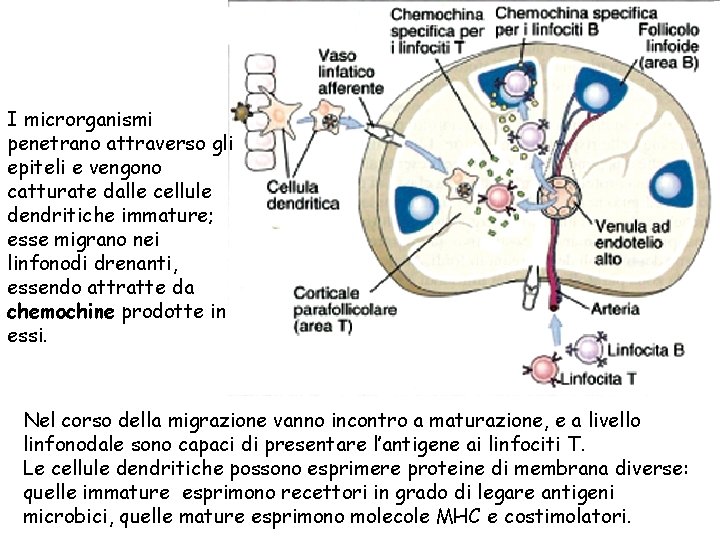 I microrganismi penetrano attraverso gli epiteli e vengono catturate dalle cellule dendritiche immature; esse