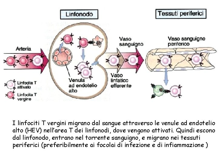 I linfociti T vergini migrano dal sangue attraverso le venule ad endotelio alto (HEV)