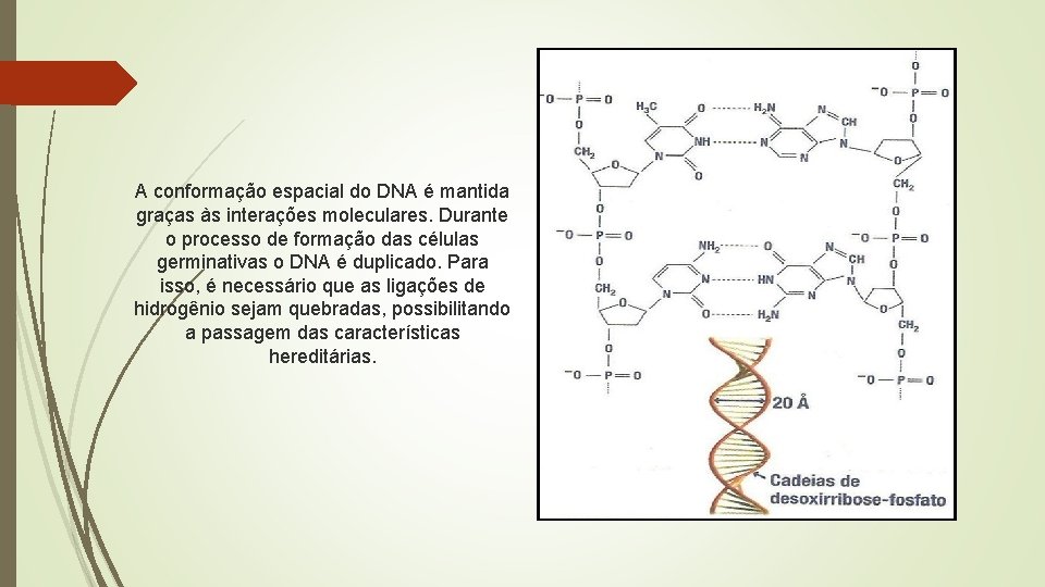 A conformação espacial do DNA é mantida graças às interações moleculares. Durante o processo