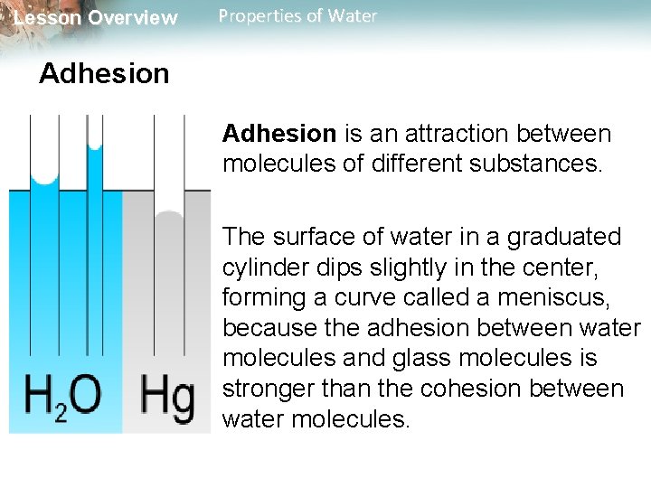 Lesson Overview Properties of Water Adhesion is an attraction between molecules of different substances.