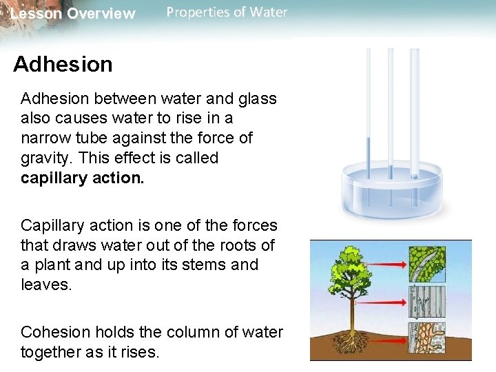 Lesson Overview Properties of Water Adhesion between water and glass also causes water to
