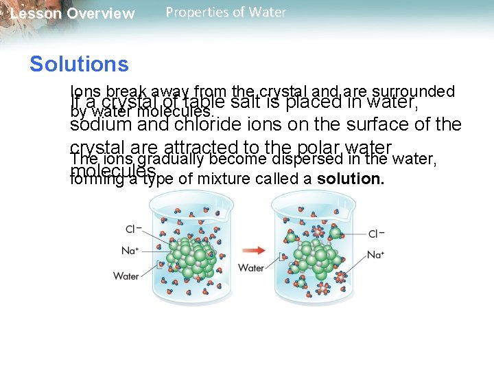 Lesson Overview Properties of Water Solutions Ions break away from the crystal and are