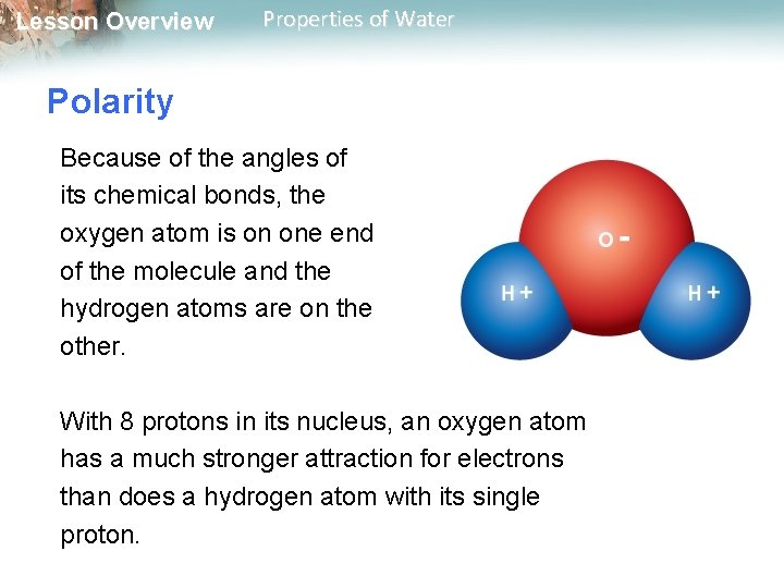 Lesson Overview Properties of Water Polarity Because of the angles of its chemical bonds,