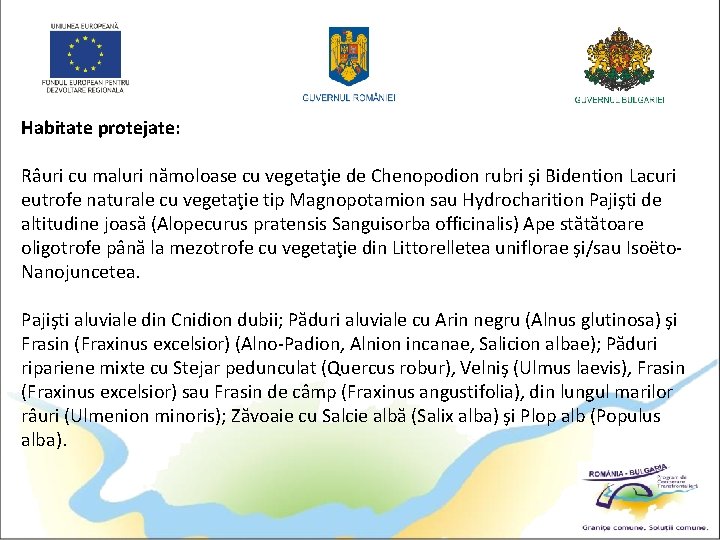 Habitate protejate: Râuri cu maluri nămoloase cu vegetaţie de Chenopodion rubri şi Bidention Lacuri