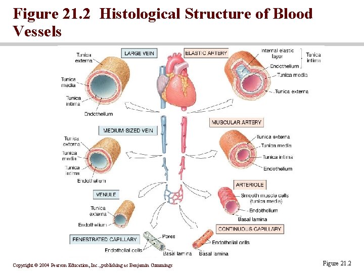 Figure 21. 2 Histological Structure of Blood Vessels Copyright © 2004 Pearson Education, Inc.