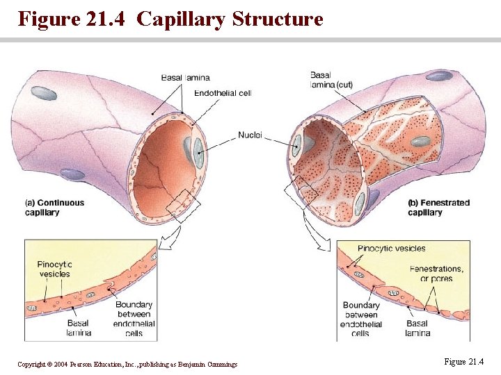 Figure 21. 4 Capillary Structure Copyright © 2004 Pearson Education, Inc. , publishing as